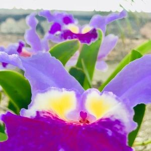 Meet your Posher, Daniela